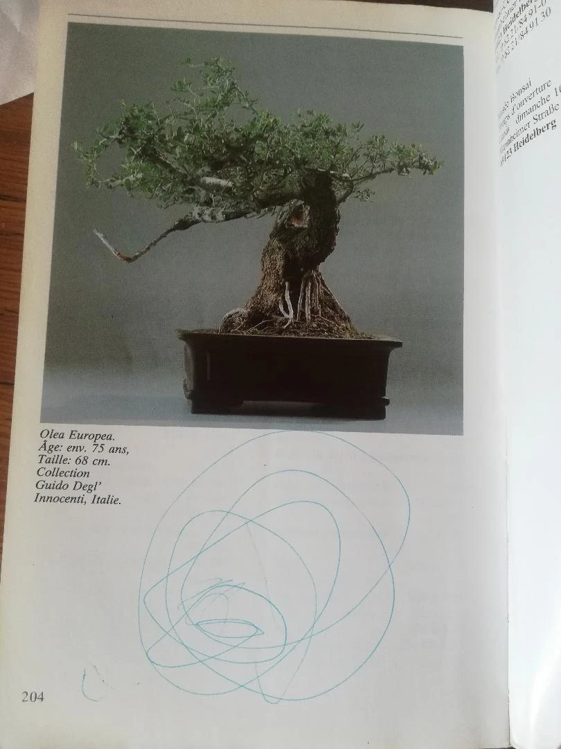 Book "INDOOR BONSAI" – photo 10